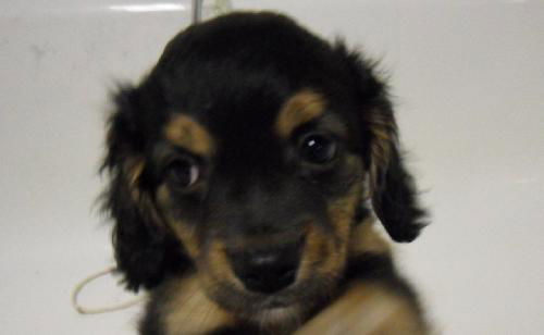 MAISEY