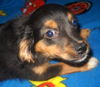 MAISEY