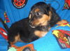 MAISEY