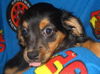 MAISEY