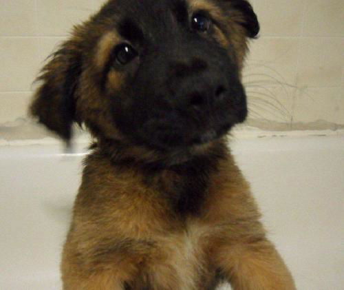 OLIVER