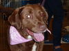 BROWNIE