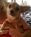 GIZZY