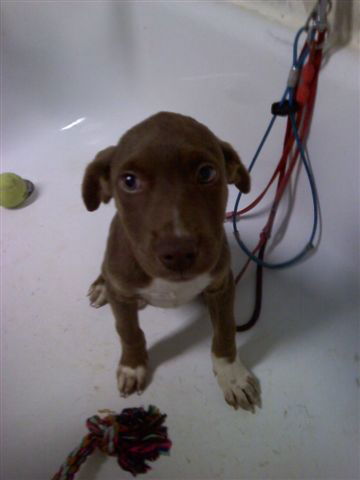 PEANUT