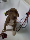 PEANUT