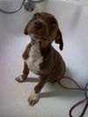 PEANUT