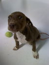 PEANUT