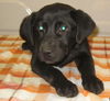 MARTINA