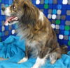 NELLIE