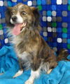 NELLIE