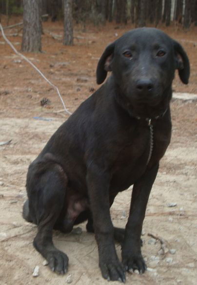 JAX