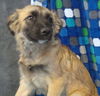 ADELLE