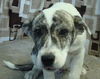 BANDIT
