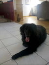 MARCIE