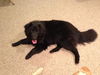 MARCIE