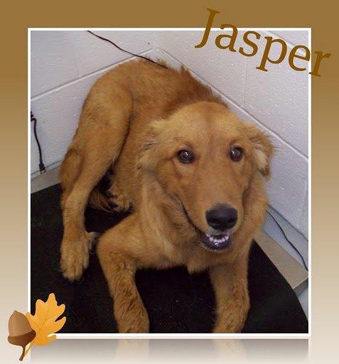 JASPER