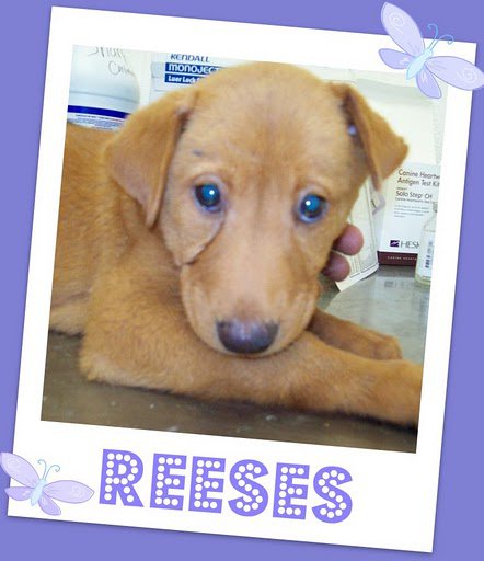 REESES