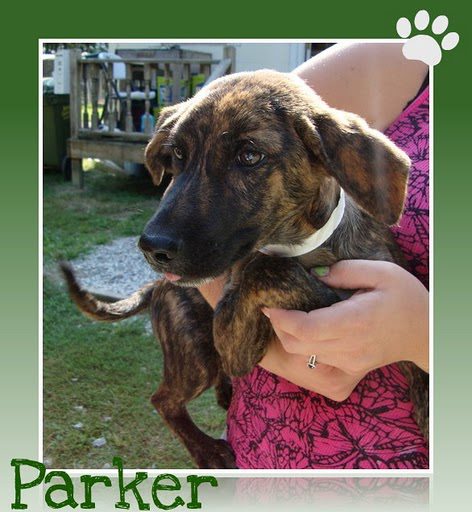 PARKER