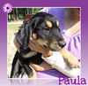 PAULA