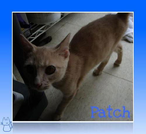 PATCH