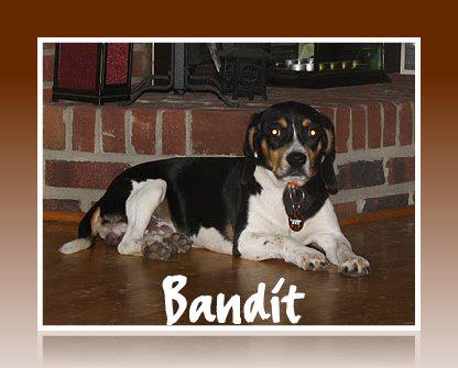 BANDIT