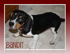 BANDIT
