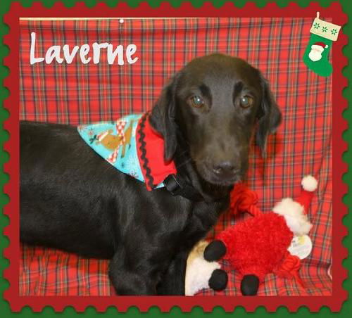 LAVERNE