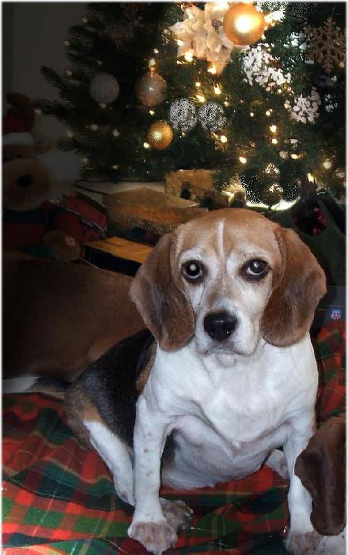 MAGGIE