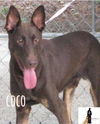 COCO