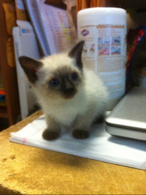 PEANUT