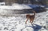 JAKE