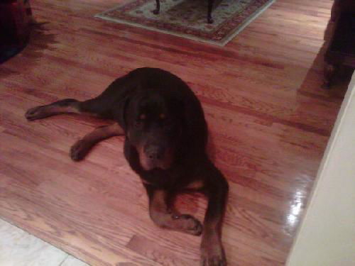 CAPONE
