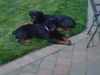 CAPONE