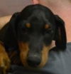 ALFRED