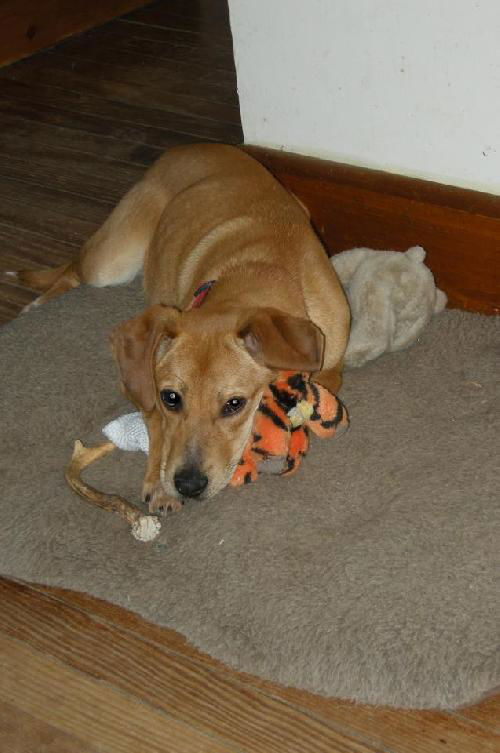 MAGGIE