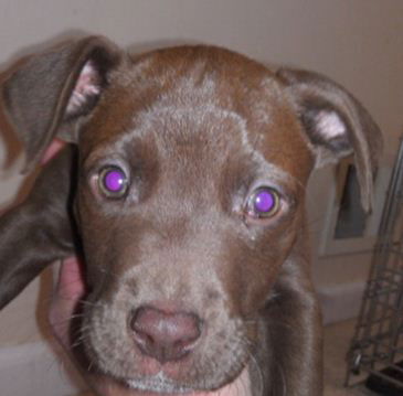 KAYA