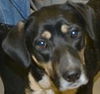 MACY