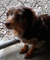 GLADYS