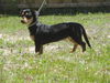 JAZZIE