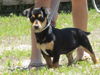 JAZZIE