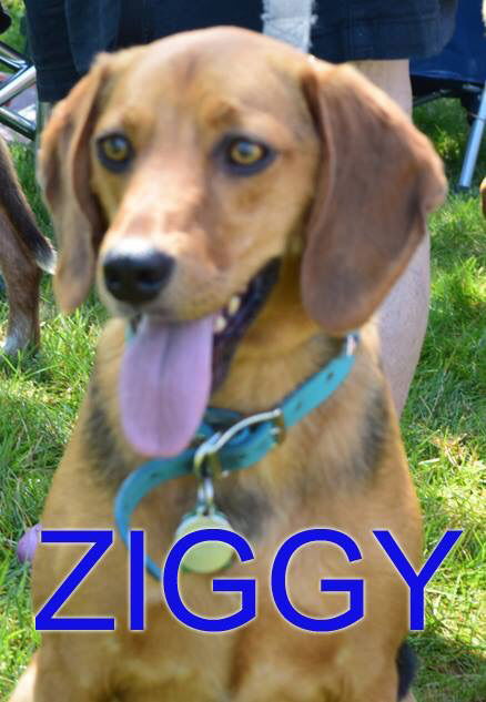 ZIGGY