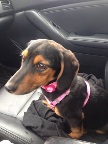 MAGGIE