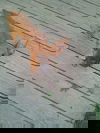 ALLEY