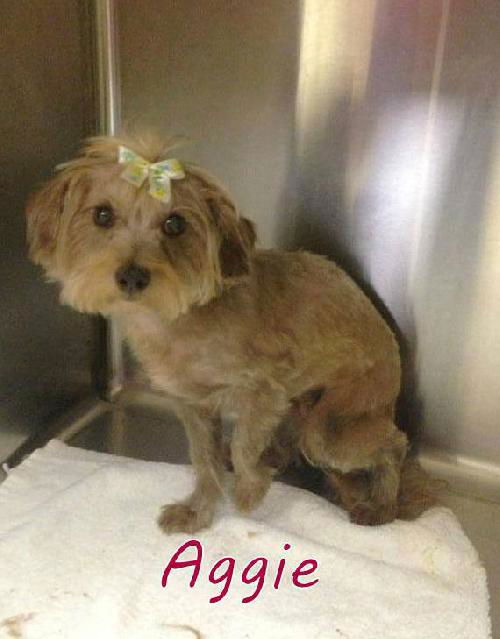 AGGIE