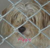 AGGIE