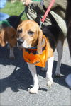 MAX-beagle