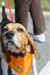 MAX-beagle