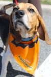 MAX-beagle