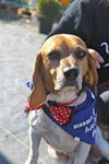 MAX-beagle