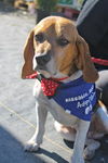 MAX-beagle